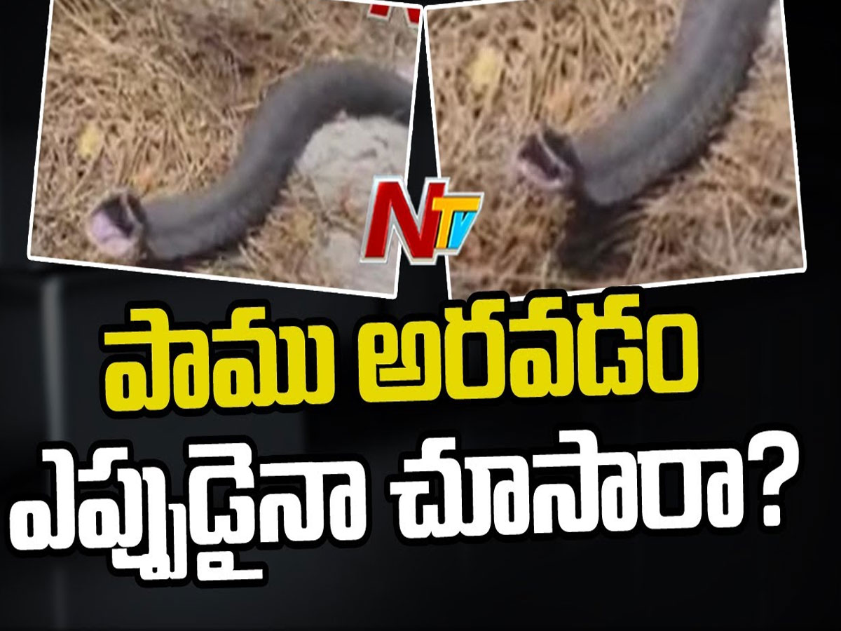 కరీంనగర్‌లో వింత! తల పైకి ఎత్తి అరుస్తున్న పాము!!