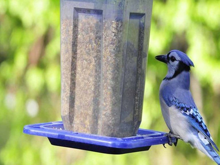 అమెరికాలో దారుణంః అంతుచిక్క‌ని వ్యాధితో ప‌క్షులు మ‌ర‌ణం…