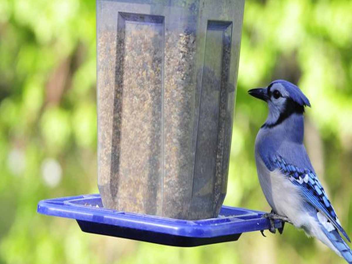 అమెరికాలో దారుణంః అంతుచిక్క‌ని వ్యాధితో ప‌క్షులు మ‌ర‌ణం…