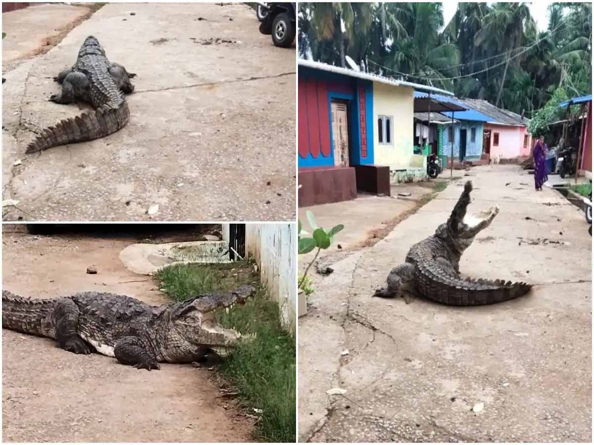 గ్రామ‌ప‌ర్య‌ట‌కు వ‌చ్చిన మ‌క‌రం…భ‌యంతో ప‌రుగులు తీసిన జ‌నం…