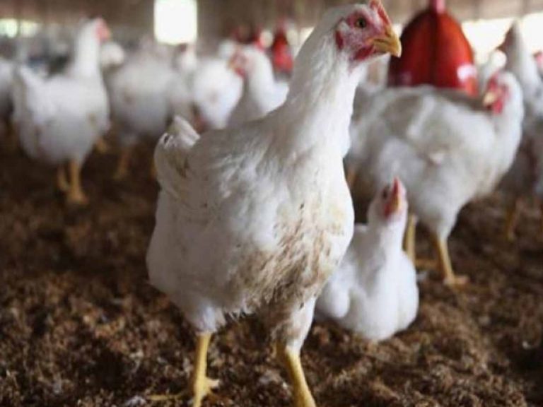వినియోగ‌దారుల‌కు షాక్‌:  భారీగా పెరిగిన చికెన్ ధ‌ర‌లు… ఇదే కార‌ణం…