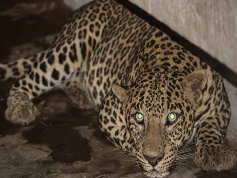 Leopard in Home: చంద్రపూర్ జిల్లాలో ఇంట్లో దూరిన చిరుత
