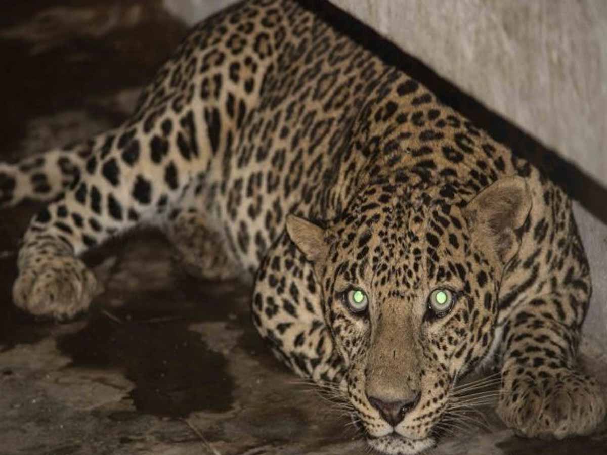 Leopard in Home: చంద్రపూర్ జిల్లాలో ఇంట్లో దూరిన చిరుత