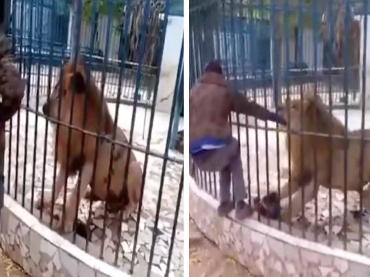 సింహం బోనులోనే ఉందని… ఆ యువ‌కుడు…