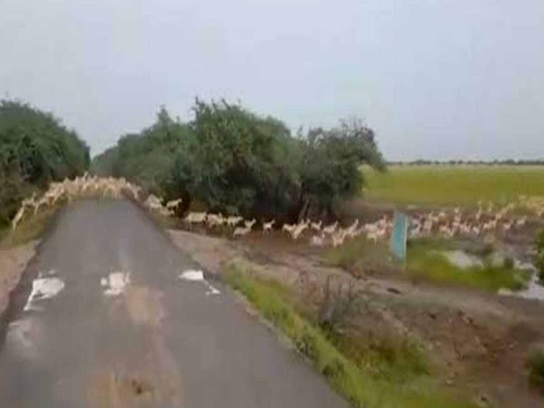 మోడీ ట్వీట్ చేసిన జింకల వీడియో… వైర‌ల్‌…