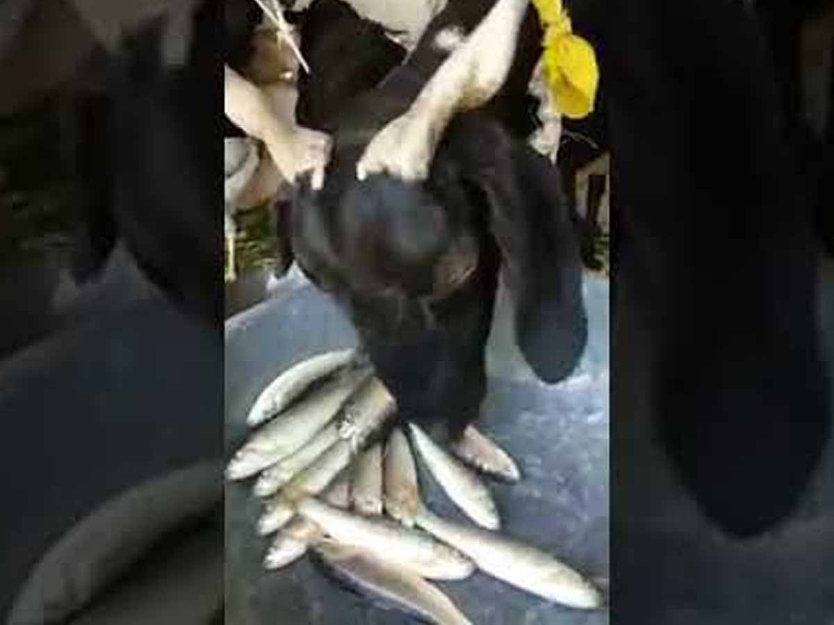 స్పెష‌ల్ మేకః నాజ్ వెజ్‌ను ఇలా లాగించేస్తోంది….