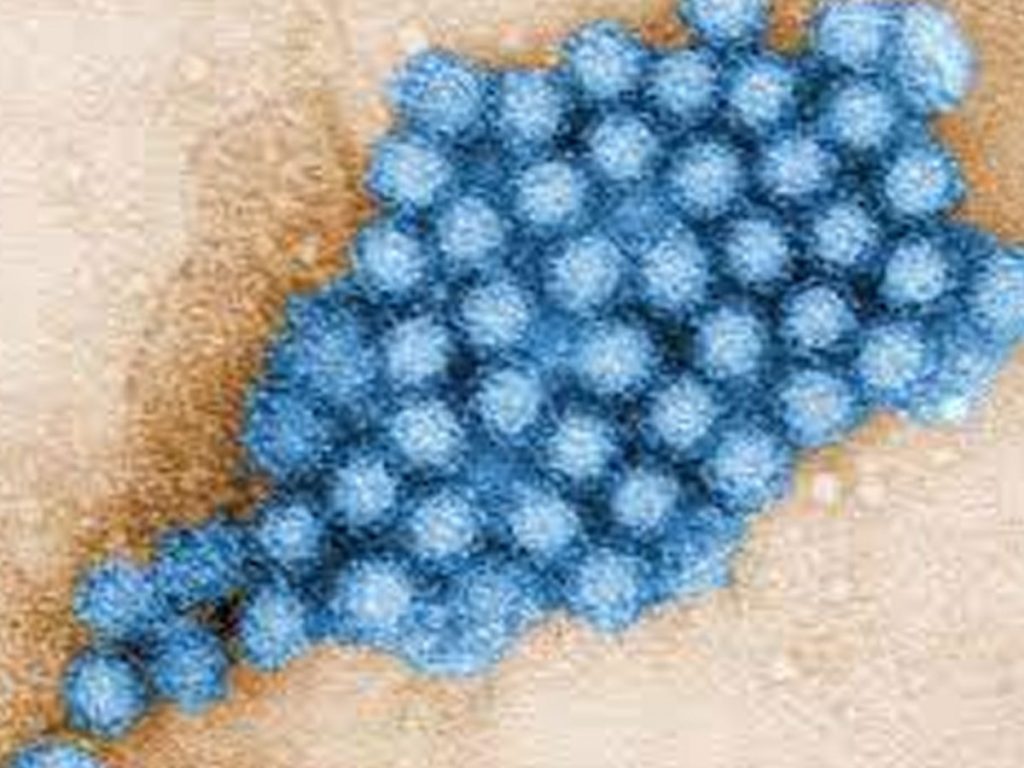 Norovirus