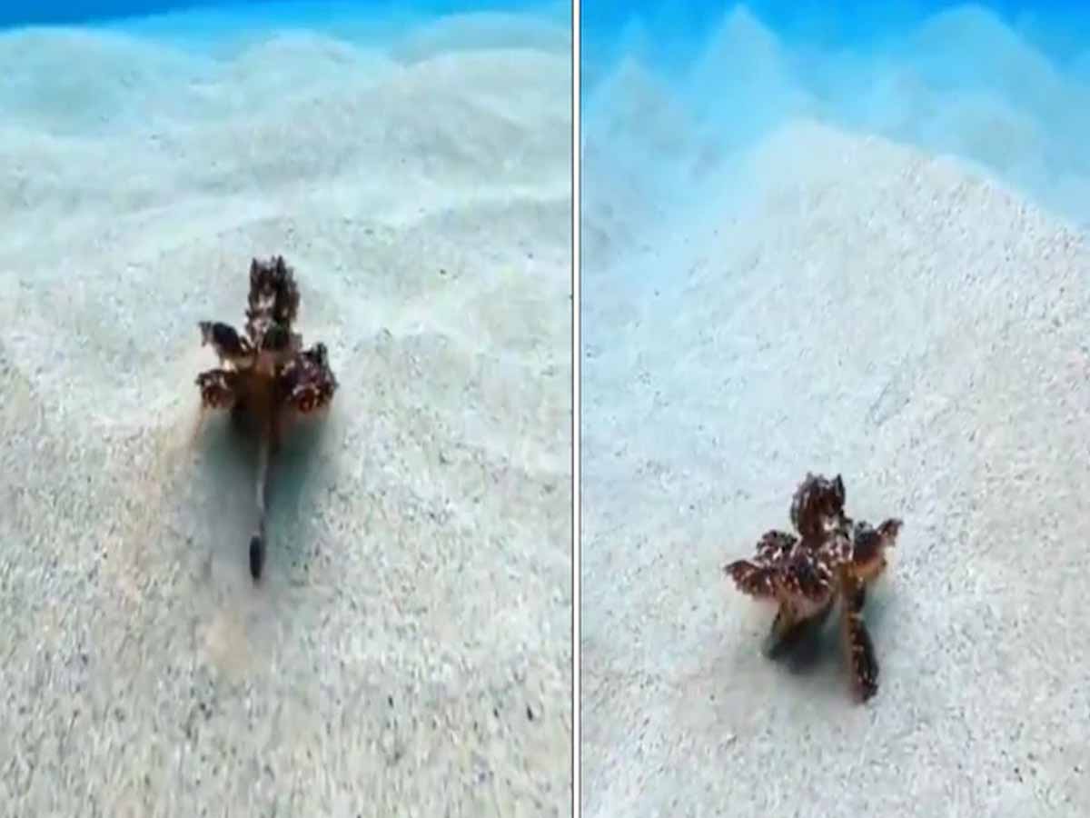 వైర‌ల్‌:  రెండు కాళ్ల‌తో ప‌రుగులు తీసిన ఆక్టోప‌స్‌… నెటిజ‌న్లు ఫిదా…