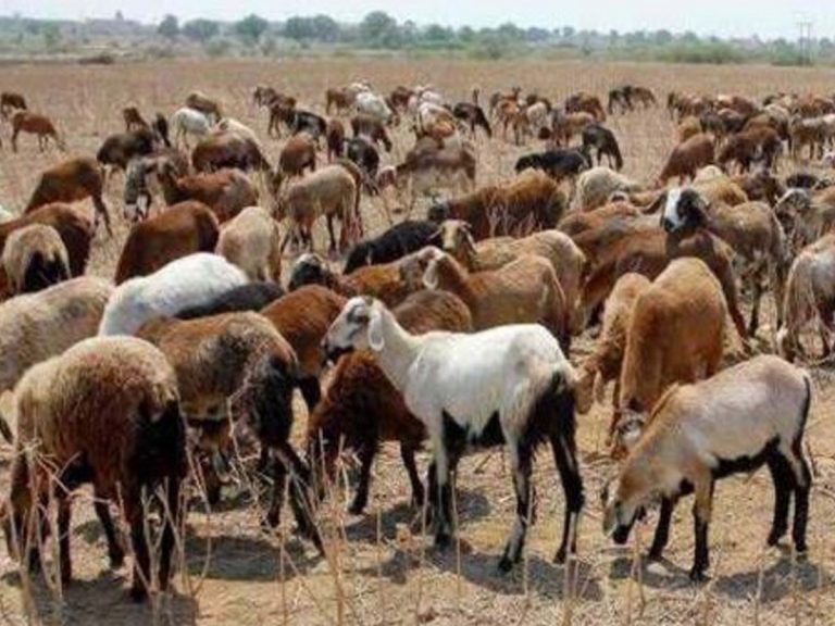 నేటి నుంచి రెండో విడత గొర్రెల పంపిణీ