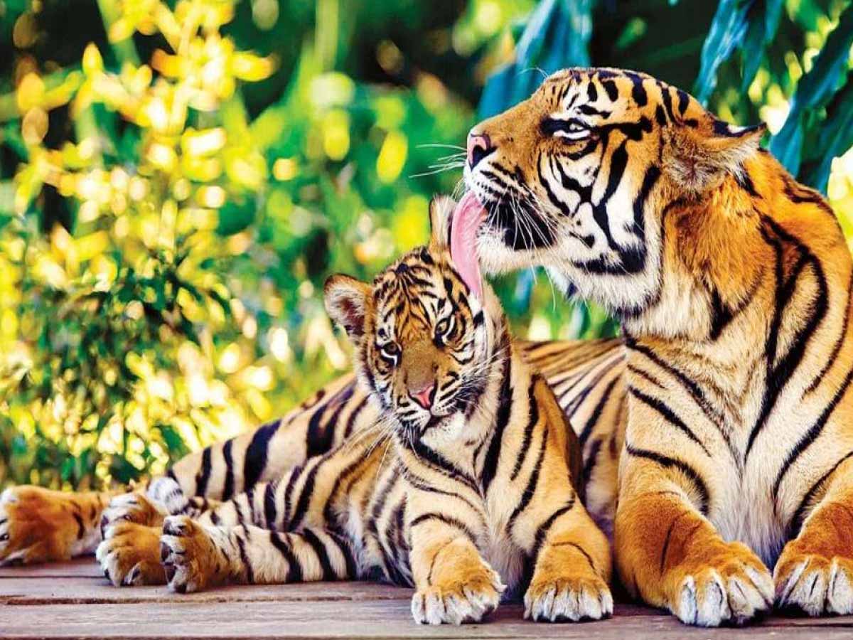 ఏపీలో పెరిగిన పులుల సంఖ్య‌… సంర‌క్ష‌ణ‌కు ప‌టిష్ట చ‌ర్య‌లు…