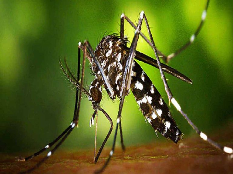 భయపెడుతున్న జికా వైరస్: ప‌గ‌టిపూట దోమ‌ల‌తో జాగ్ర‌త్త‌…