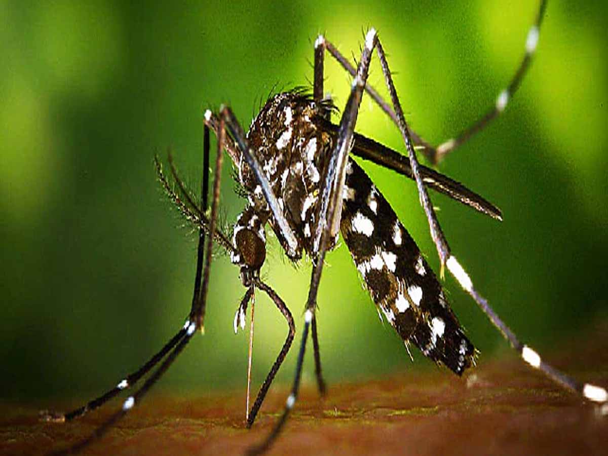 భయపెడుతున్న జికా వైరస్: ప‌గ‌టిపూట దోమ‌ల‌తో జాగ్ర‌త్త‌…