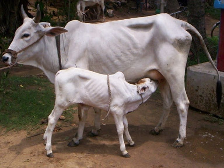 తిరుపతిలో యథేచ్ఛగా గోవుల అక్రమ రవాణా…