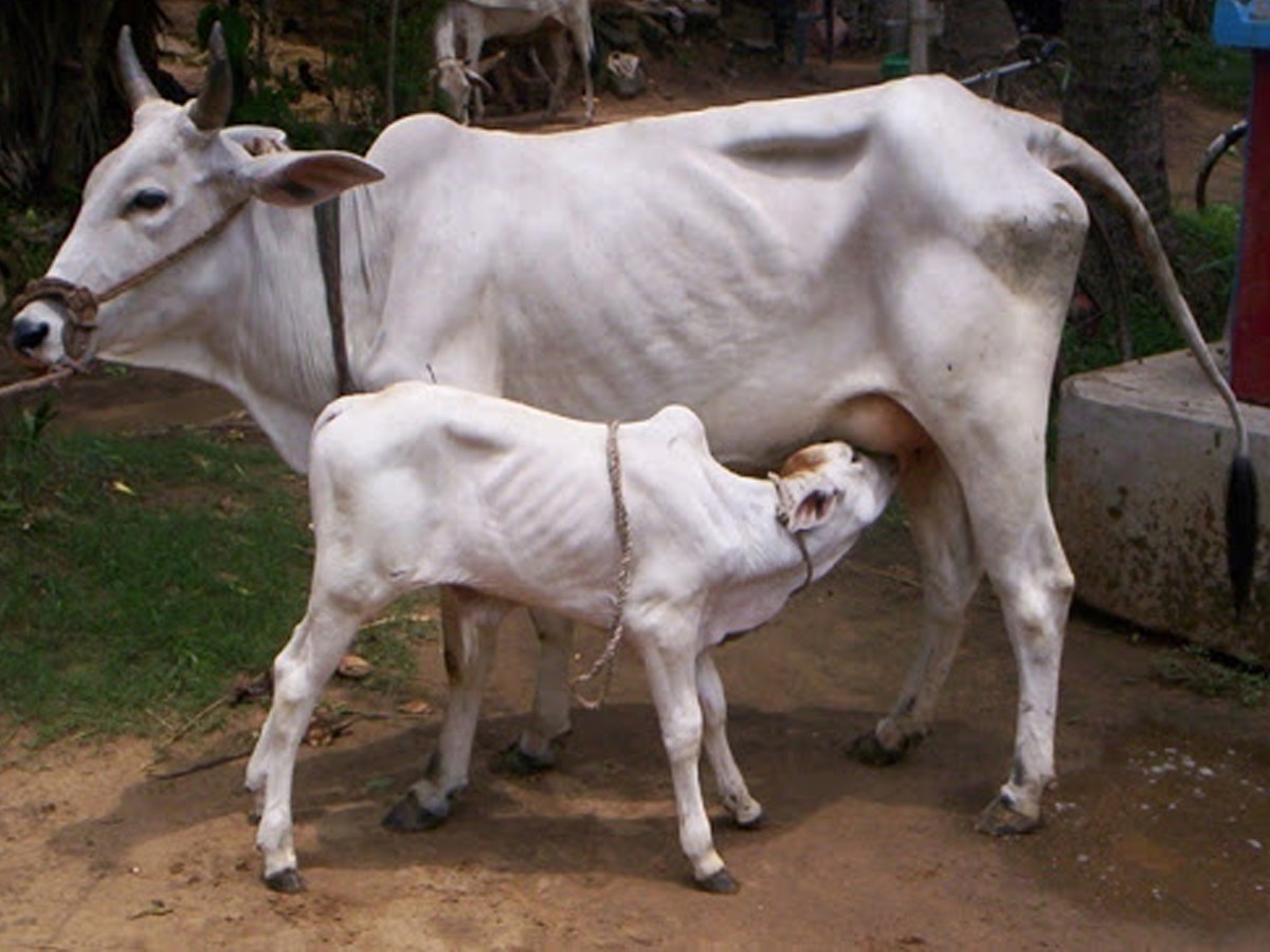 తిరుపతిలో యథేచ్ఛగా గోవుల అక్రమ రవాణా…