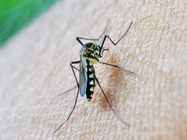 తూ.గోదావరి జిల్లాలో పెరుగుతున్న డెంగ్యూ కేసులు