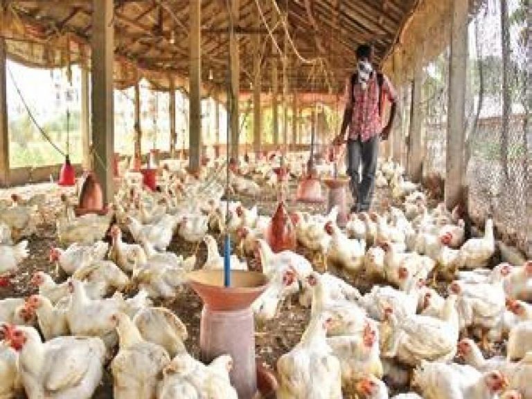 కరీంనగర్‌ జిల్లాలో కోళ్లకు వింత వ్యాధులు !