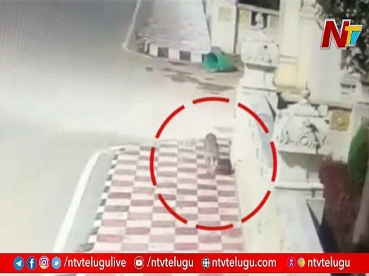 తిరుమలలో చిరుత హల్ చల్…