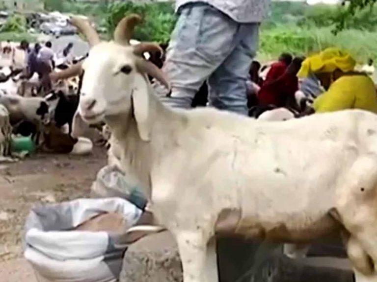 నైజీరియాలో వింత గొర్రె…ఐదు కొమ్ముల‌తో ప్ర‌త్య‌క్షం…