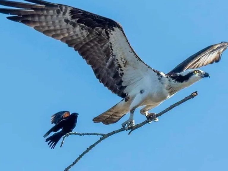 ఈ ఫొటోకు క్యాప్ష‌న్ చెప్ప‌గ‌ల‌రా…!