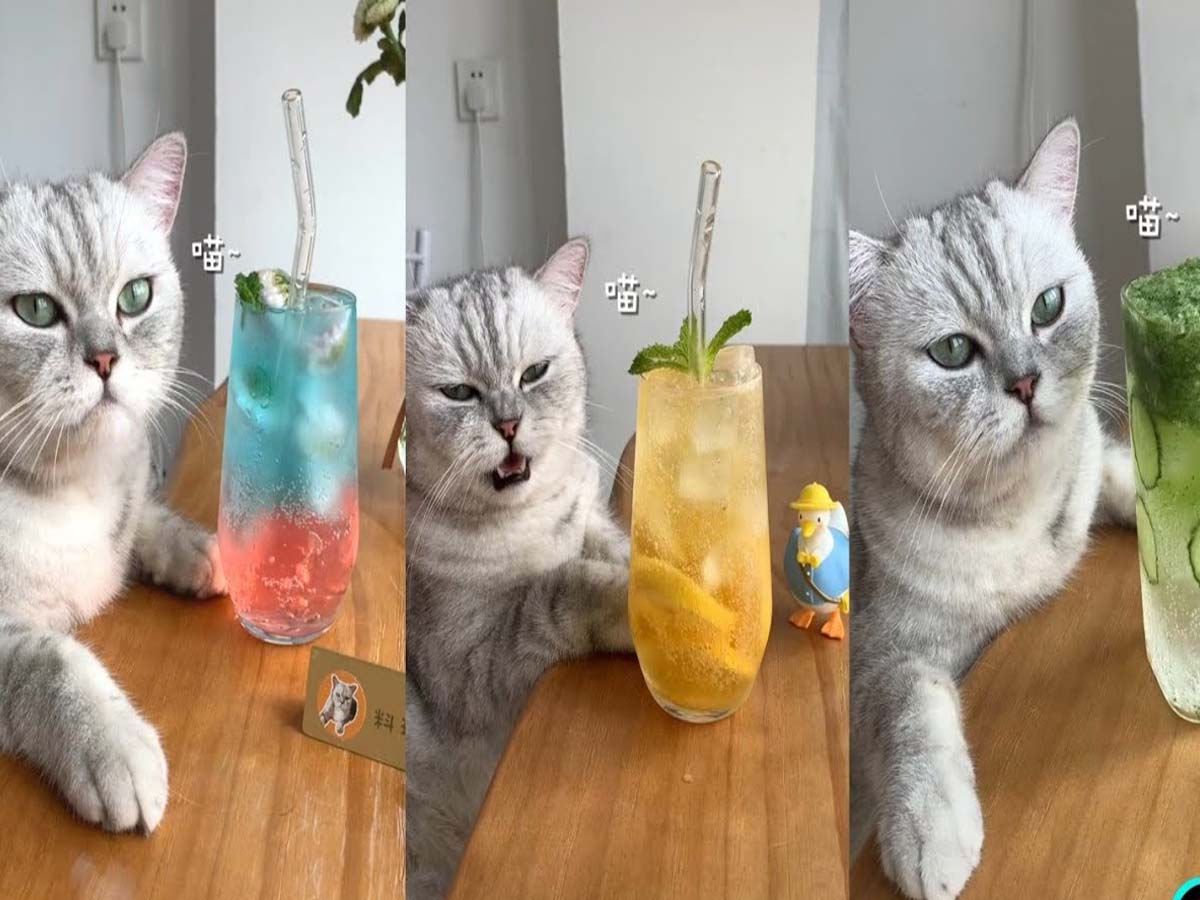 వైర‌ల్‌:  జ్యూసులు, వంట‌లు చేస్తున్న పిల్లులు… ల‌క్ష‌ల్లో వ్యూస్…