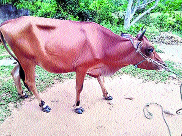 వైర‌ల్‌:  పిత‌క్కుండానే పాలిచ్చేస్తోంది…