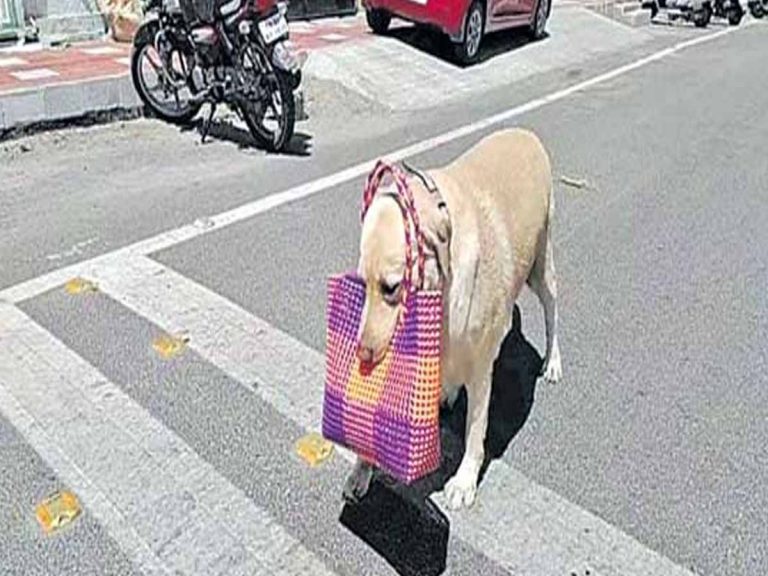 వైర‌ల్‌:  శున‌కం షాపింగ్ కు సోష‌ల్ మీడియా ఫిదా…