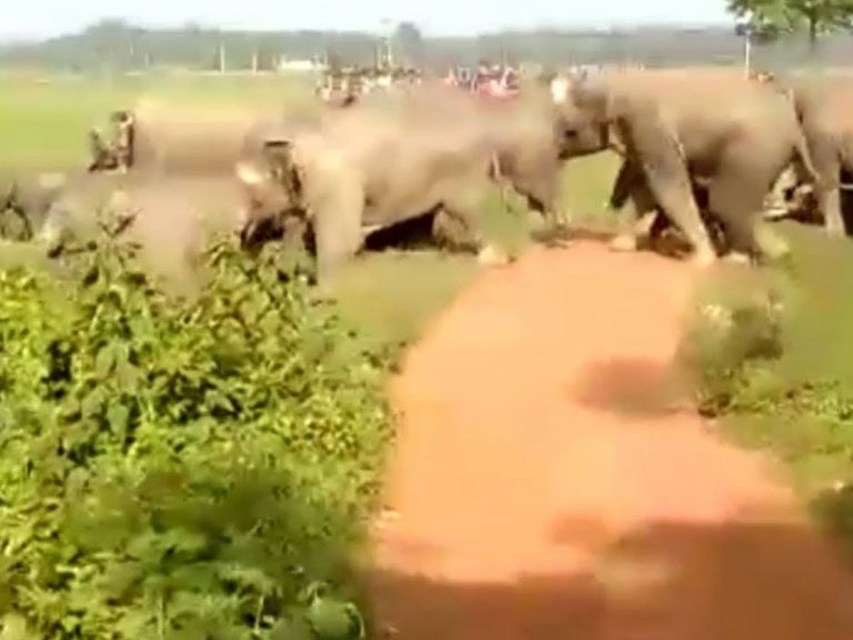 పంట పొలాలపై ఏనుగుల దాడులు.. 5 లక్షల ఆస్తి నష్టం