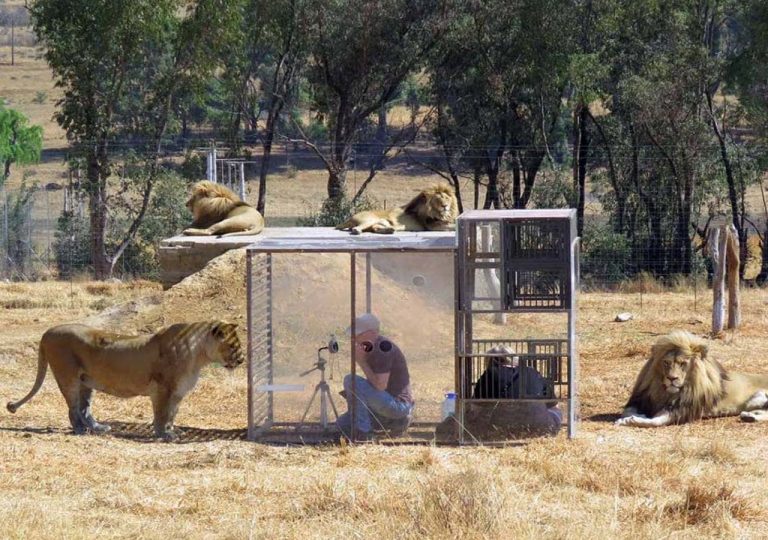 సింహాలను మీరెప్పుడైనా ఇంత ద‌గ్గ‌ర‌గా చూశారా?