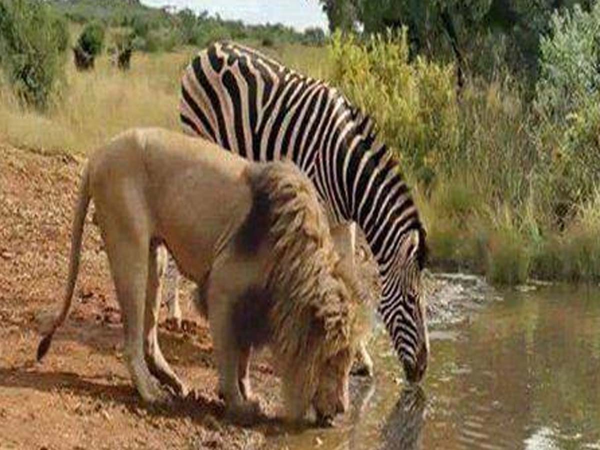 ఆక‌లేస్తేనే వేట… దాహ‌మేస్తే అంతా సమానమే…