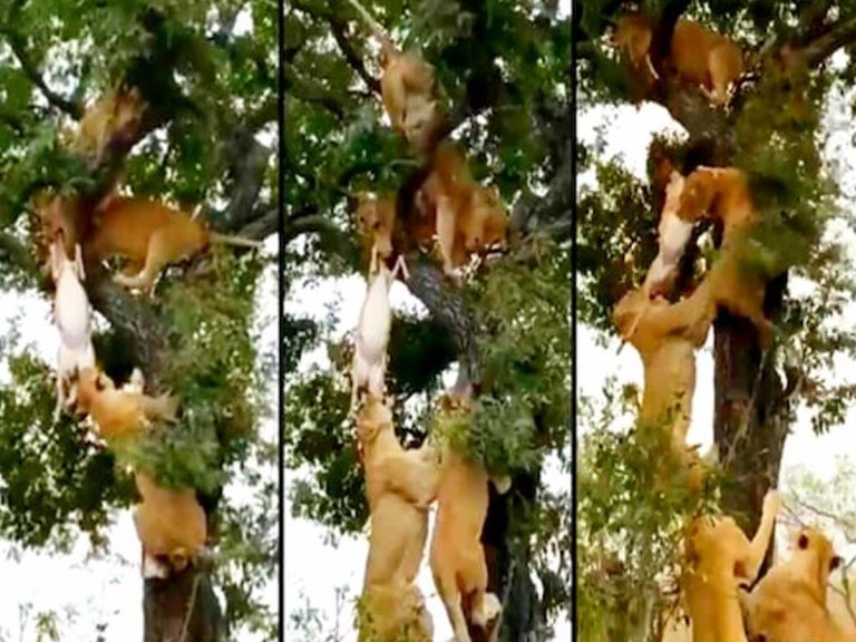 వైర‌ల్‌: ఒక జింక కోసం ఆరు సింహాల ఫైట్‌… చివ‌ర‌కు…