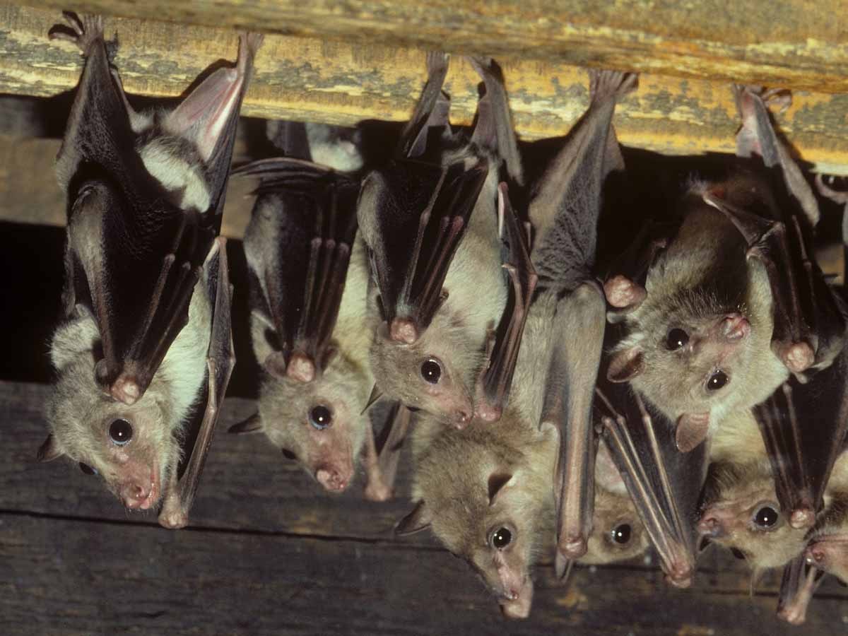 అక్కడ విజృంభిస్తున్న మార్ బర్గ్ వైరస్ …