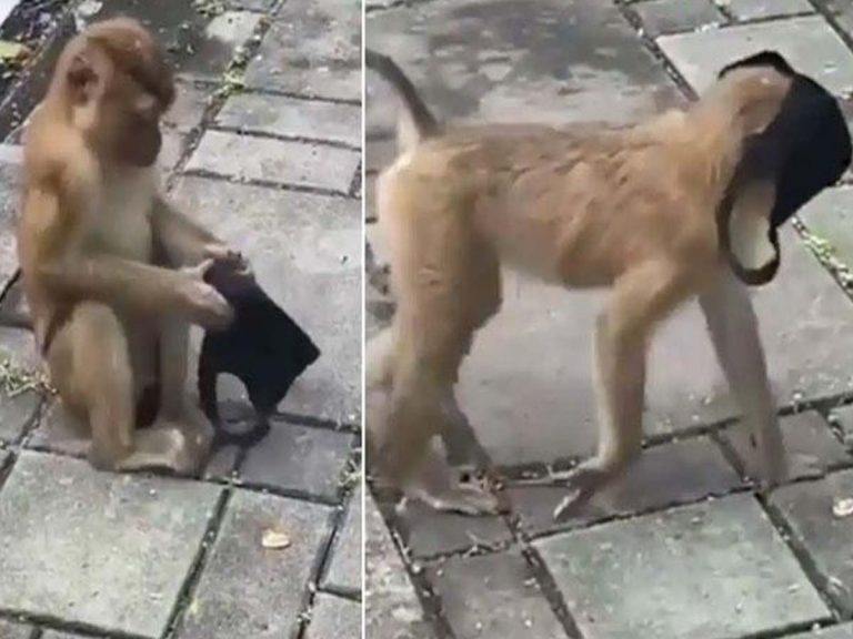 మాస్క్ ధ‌రించిన కోతి… ఫ‌న్నీగా ఉన్నా…మెసేజ్ అద్భుతం…