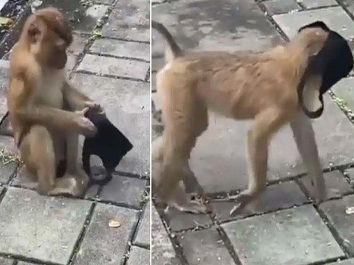 మాస్క్ ధ‌రించిన కోతి… ఫ‌న్నీగా ఉన్నా…మెసేజ్ అద్భుతం…