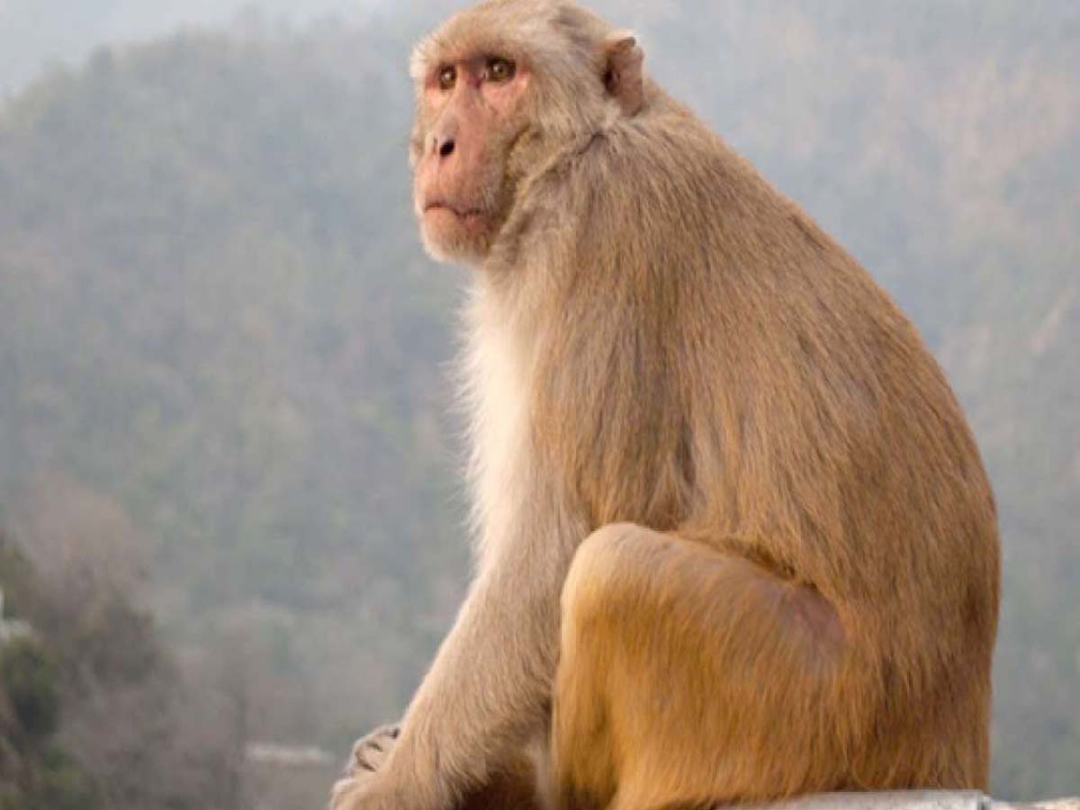 వైర‌ల్‌:  బైక్‌లో ఉన్న మూడు ల‌క్ష‌లు కొట్టేసిన‌ కోతి… చివ‌ర‌కు…