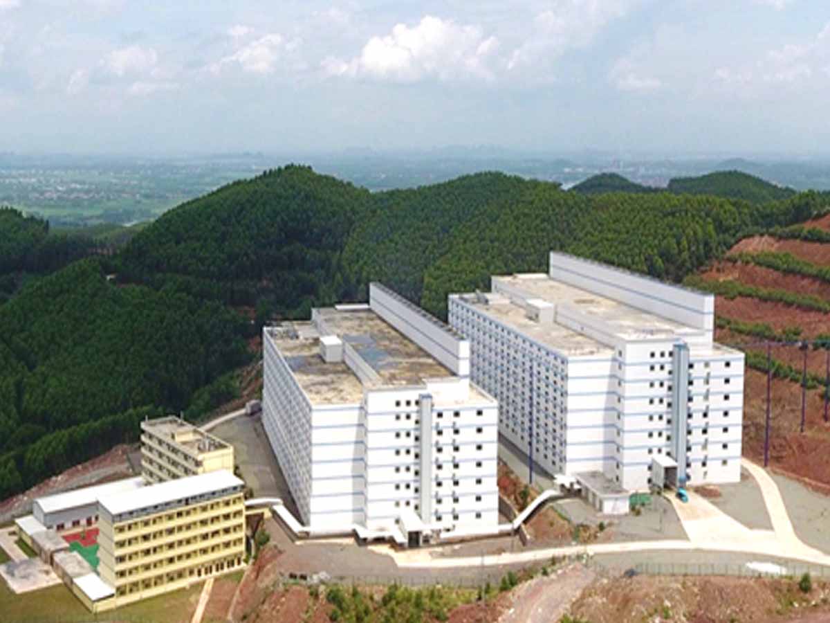 ఆహారం కోసం చైనా అగ‌చాట్లు…అధునాతన భవనాల్లో పందుల పెంపకం…