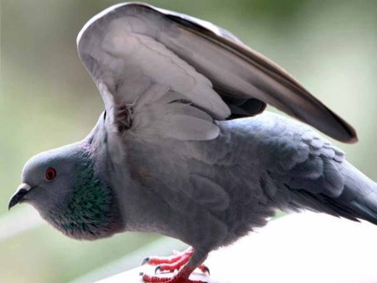 ఆ పావురాల పేరుమీద కోట్ల రూపాయల ఆస్తులు… ఎక్క‌డో తెలుసా…!!