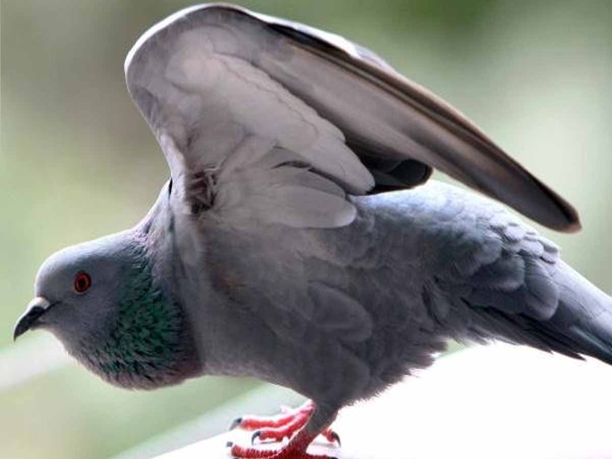 ఆ పావురాల పేరుమీద కోట్ల రూపాయల ఆస్తులు… ఎక్క‌డో తెలుసా…!!