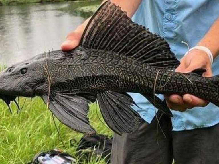 వైర‌స్‌క‌న్నా ఈ చేప చాలా డేంజ‌ర్‌… ఎందుకంటే…