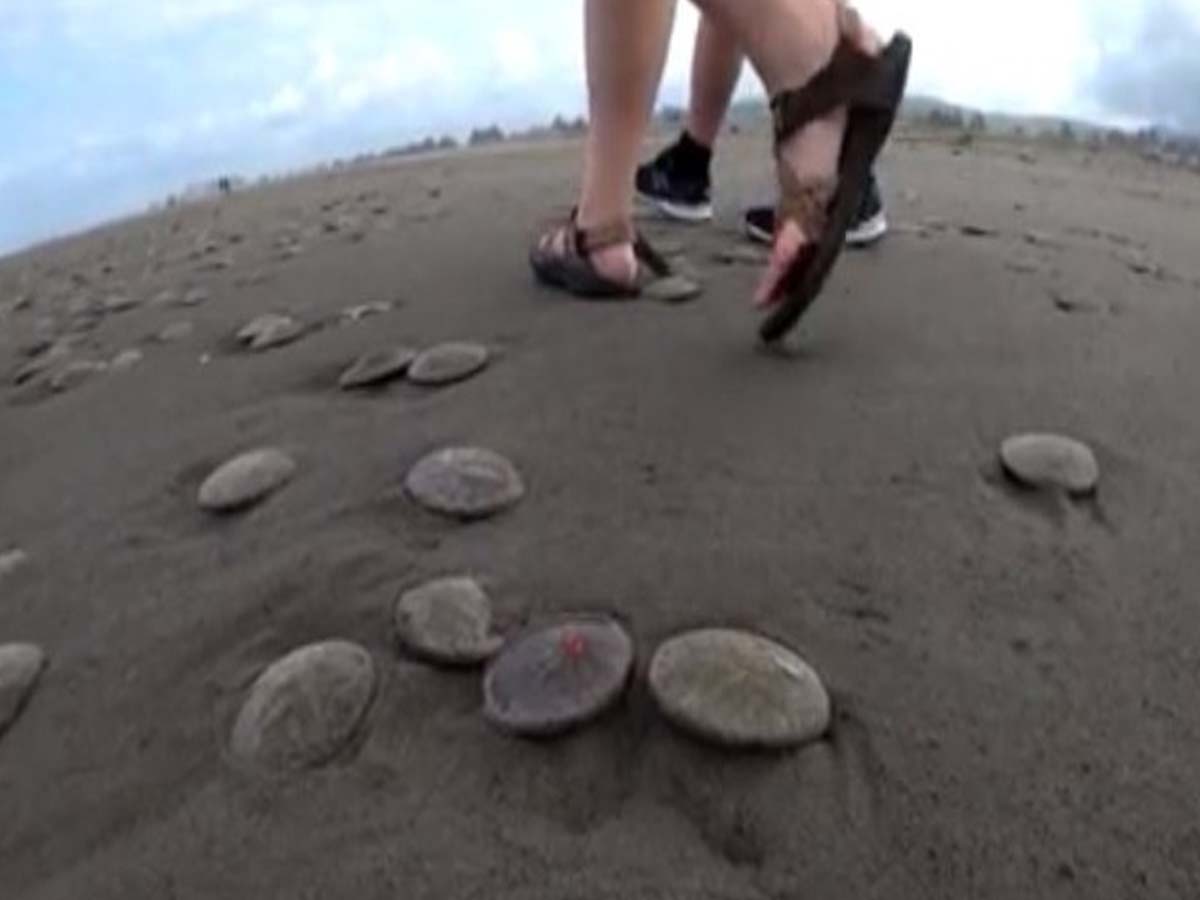 ఆ స‌ముద్రం ఒడ్డున వేలాది సాండ్ డాల‌ర్లు… ఎలా వ‌చ్చాయంటే…