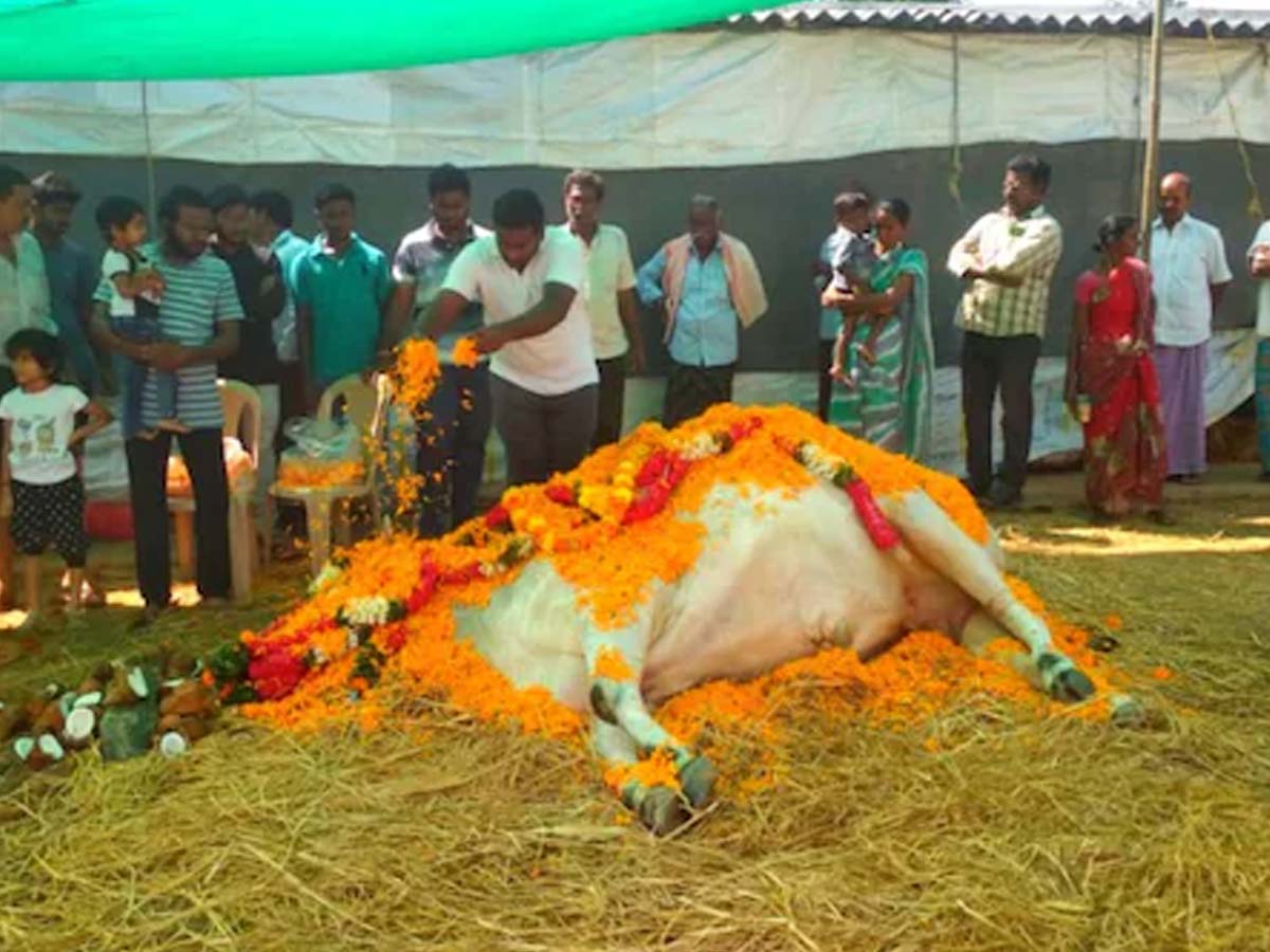 ఆ ఎద్దు కోసం క‌ద‌లివ‌చ్చిన గ్రామం… ఎందుకంటే…