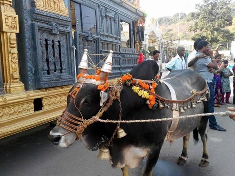 సింహాద్రి అప్పన్న కోడెదూడల మృత్యువాత.. చేతులు ఎత్తేసిన దేవస్థానం