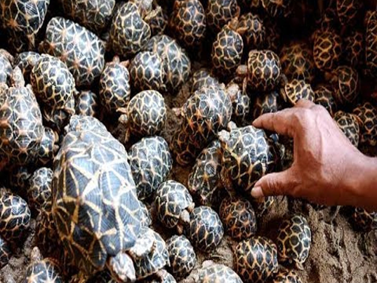 ఏపీ నుండి థాయిలాండ్ కు నక్షత్ర తాబేళ్ళ స్మగ్లింగ్…