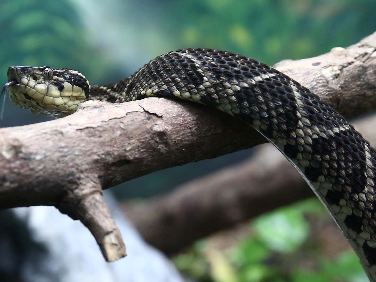 కొత్త పరిశోధన‌:  పాము విషంతో క‌రోనాకు మందు…