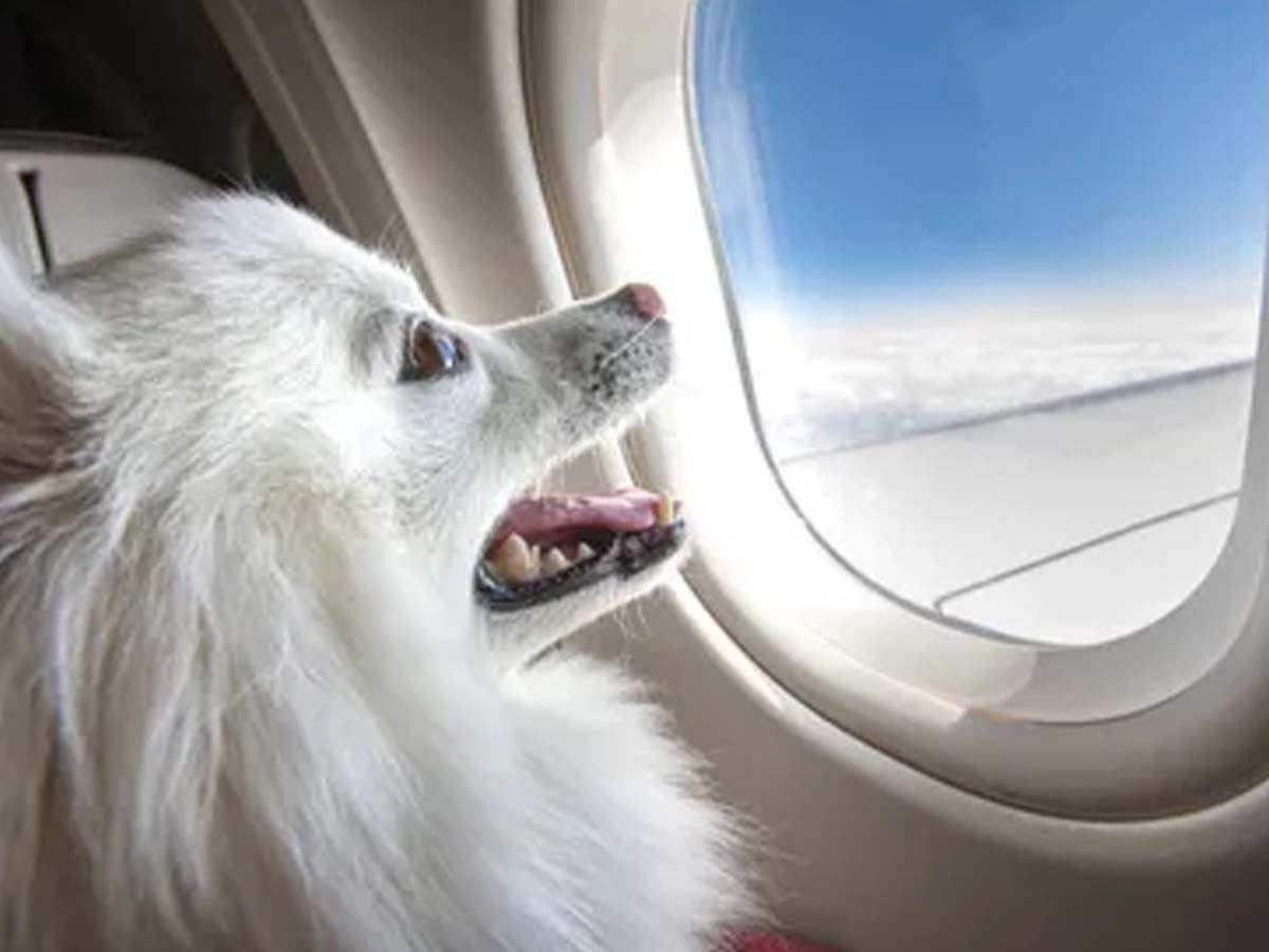 విమానంలో పెంపుడు కుక్క ప్రయాణం కోసం ఆ వ్యక్తి ఎంత ఖ‌ర్చుచేశాడో తెలుసా?