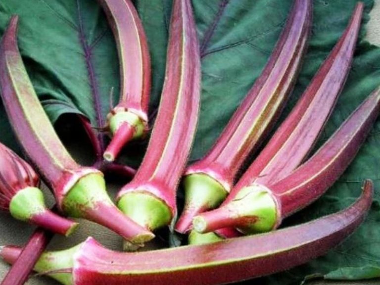 ఈ బెండ‌కాయ‌ల ఖ‌రీదు రూ.800 ఎందుకో తెలుసా…!!