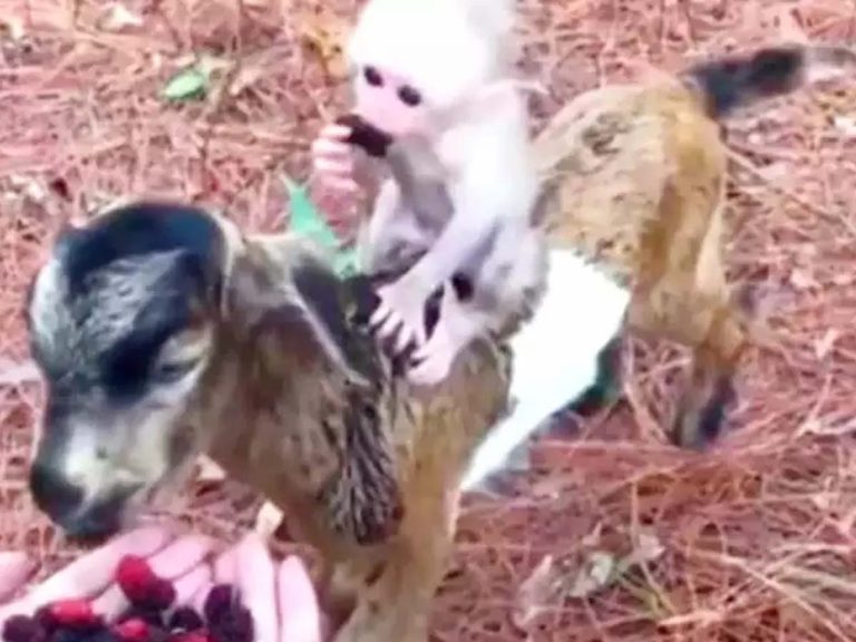 మేక‌పై కోతిపిల్ల రైడ్‌… కోట్లాదిమంది మ‌నసు దోచేసింది…