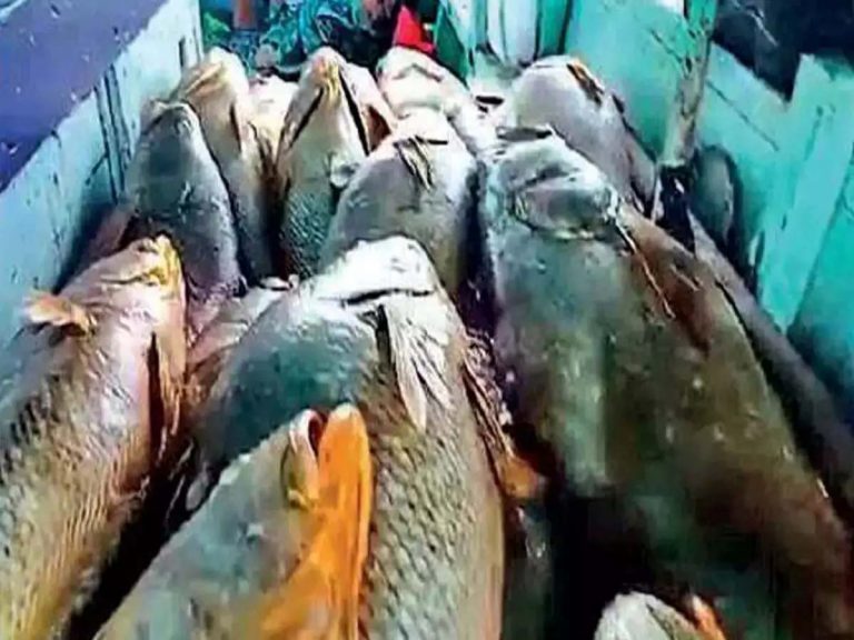 అతడిని కోటీశ్వరుడిని చేసిన 157 చేపలు…