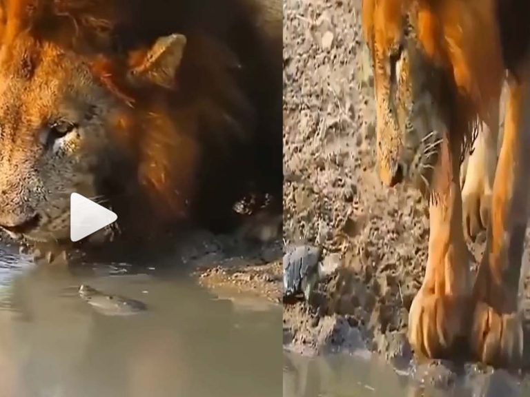 వైర‌ల్‌:  సింహాన్ని బెద‌ర‌గొట్టిన తాబేలు…