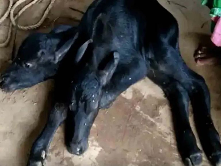 రాజ‌స్థాన్‌లో అద్భుతం:  రెండు త‌ల‌ల‌తో వింత గేదె జ‌న‌నం… పూర్తి ఆరోగ్యంగా…