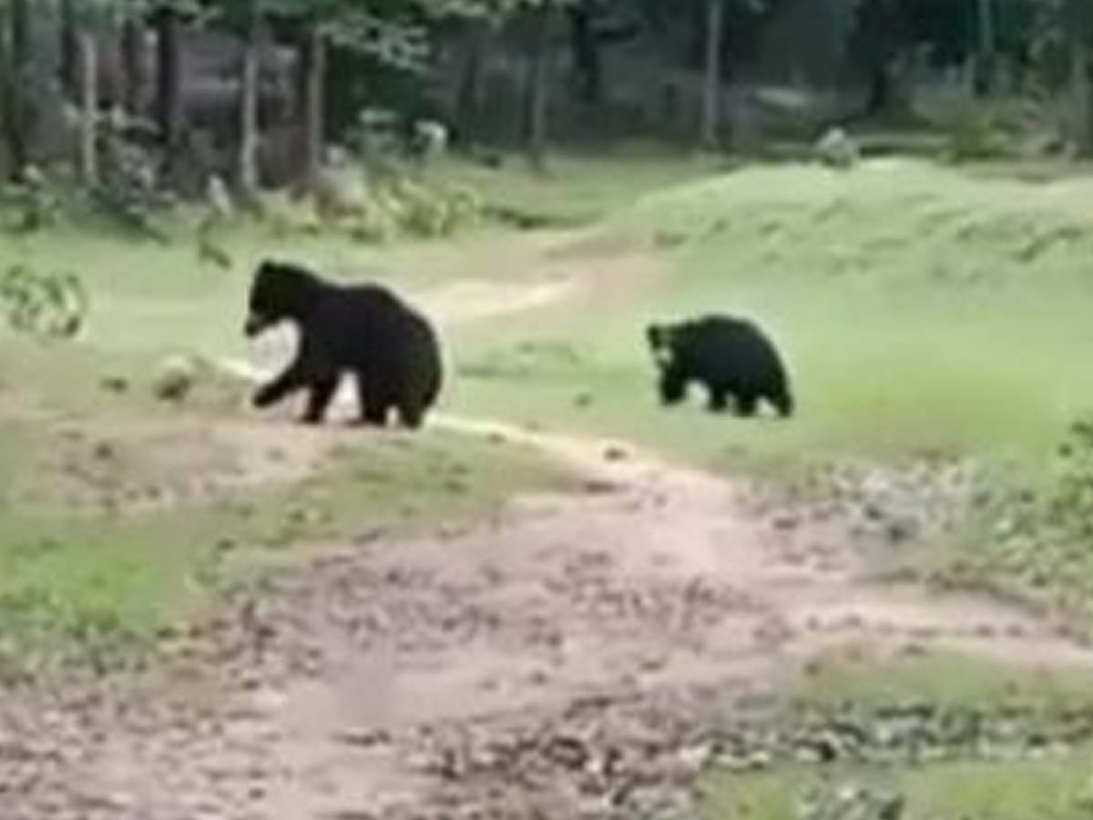 వైర‌ల్‌:  ఫుట్‌బాల్ స్కిల్‌తో అదరగొట్టిన ఎలుగుబంట్లు…